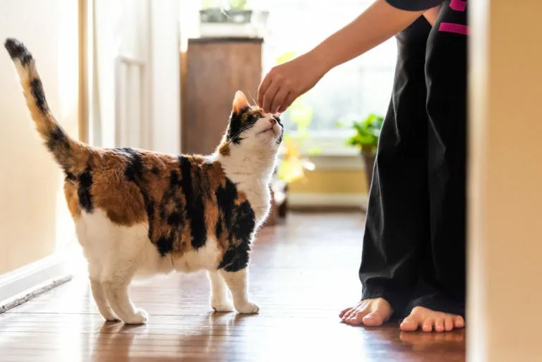 ¿Cómo adiestrar a tu gato con paciencia y cariño?
