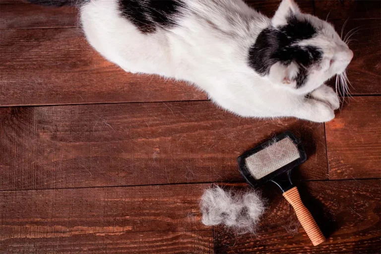 Caída de pelo en gatos: causas, soluciones y cuándo preocuparte
