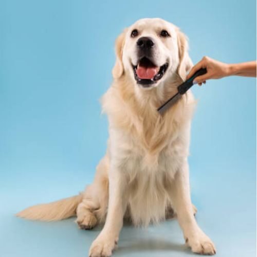 Servicio de Estética Canina – Baño y Cuidado Completo Perros grandes pelo corto