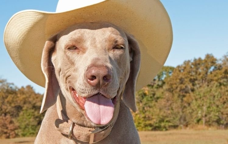 Golpe de calor en perros: cómo detectarlo a tiempo, qué hacer y cómo prevenirlo
